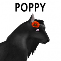 Head Piece Poppy