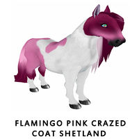 Flamingo Pink Crazed Coat Shetland