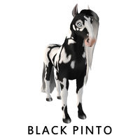 Black Pinto