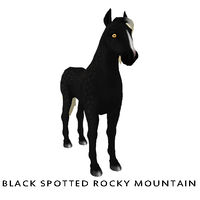 Black Spotted Rocky Mountain