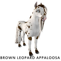 Amaretto Brown Leopard Appaloosa