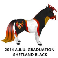 2014 A.R.U. Graduation Shetland Black