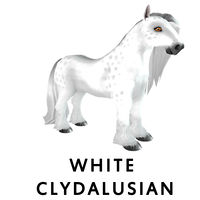 White Clydalusian