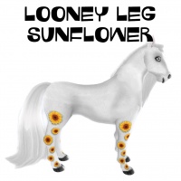 Looney Leg Sunflower