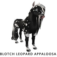 Amaretto Blotch Leopard Appaloosa