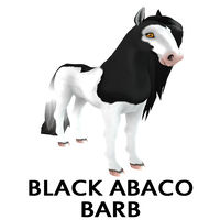 Black Abaco Barb