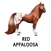 Red Appaloosa