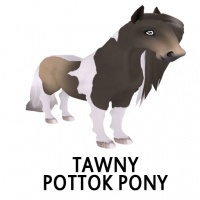 Tawny Pottok Pony