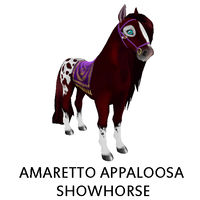 Amaretto Appaloosa Showhorse