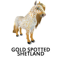 Gold Spotted Shetland