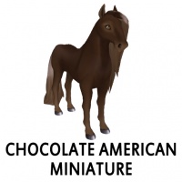 Chocolate American Miniature