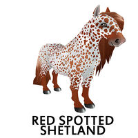 Red Spotted Shetland