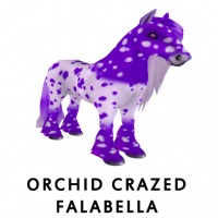 Orchid Crazed Falabella