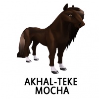 Akhal-Teke Mocha