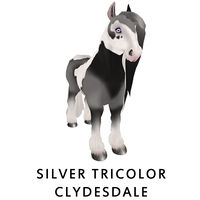 Silver Tricolor Clydesdale