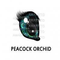 Peacock Orchid