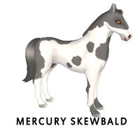 Mercury Skewbald