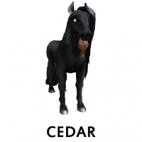 Cedar