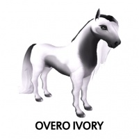 Overo Ivory