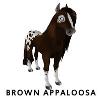 Brown Appaloosa