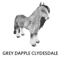 Grey Dapple Clydesdale