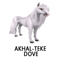 Akhal-Teke Dove