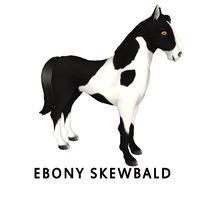 Ebony Skewbald