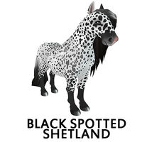 Black Spotted Shetland