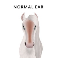 Normal Ears