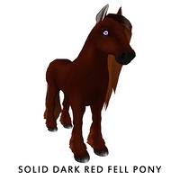 Solid Dark Red Fell Pony