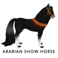 Amaretto Arabian Show Horse