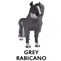 Grey Rabicano