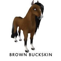 Brown Buckskin