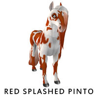 Red Splash Pinto