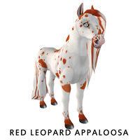 Amaretto Red Leopard Appaloosa