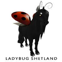 Charmed Ladybug Shetland