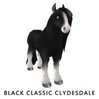 Black Classic Clydesdale