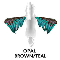 Opal Brown/Teal