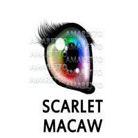 Scarlet Macaw