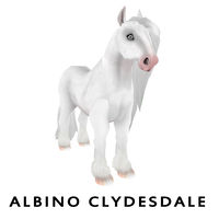 Albino Clydesdale Front