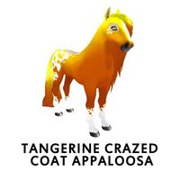 Tangerine Crazed Coat Appaloosa