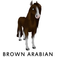 Brown Arabian