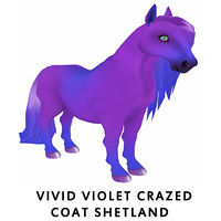 Vivid Violet Crazed Coat Shetland