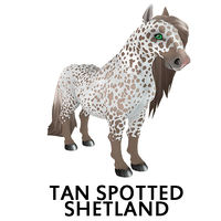 Tan Spotted Shetland