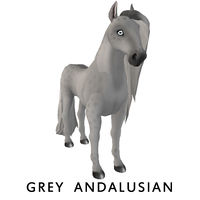 Grey Andalusian