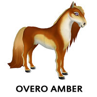 Overo Amber