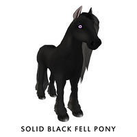 Solid Black Fell Pony