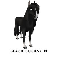 Black Buckskin