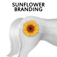 Sunflower Branding