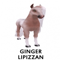 Ginger Lipizzan